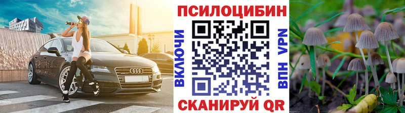 где купить наркотик Кизилюрт Галлюциногенные грибы Psilocybe